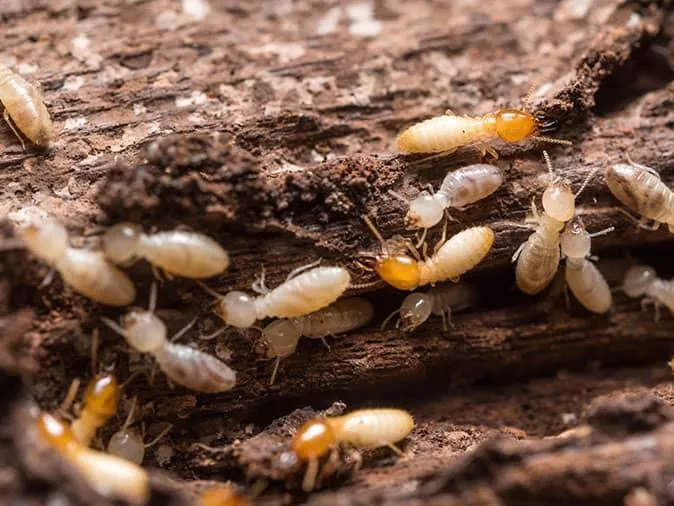 Termites