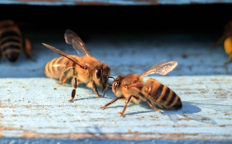 Bees Yellow Jackets Wasps Control
